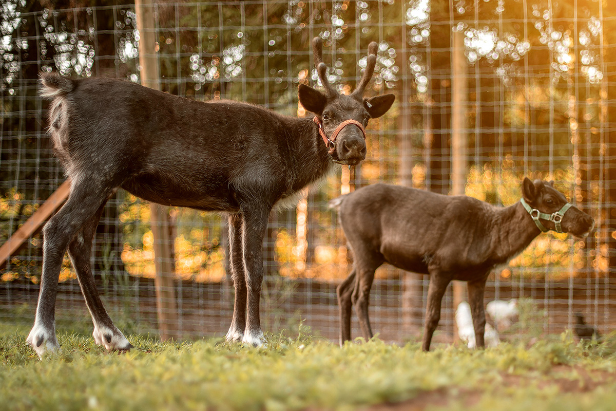 reindeer farm rentals