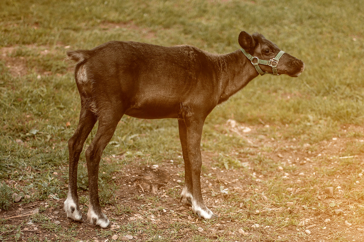 reindeer in wisconsin farm