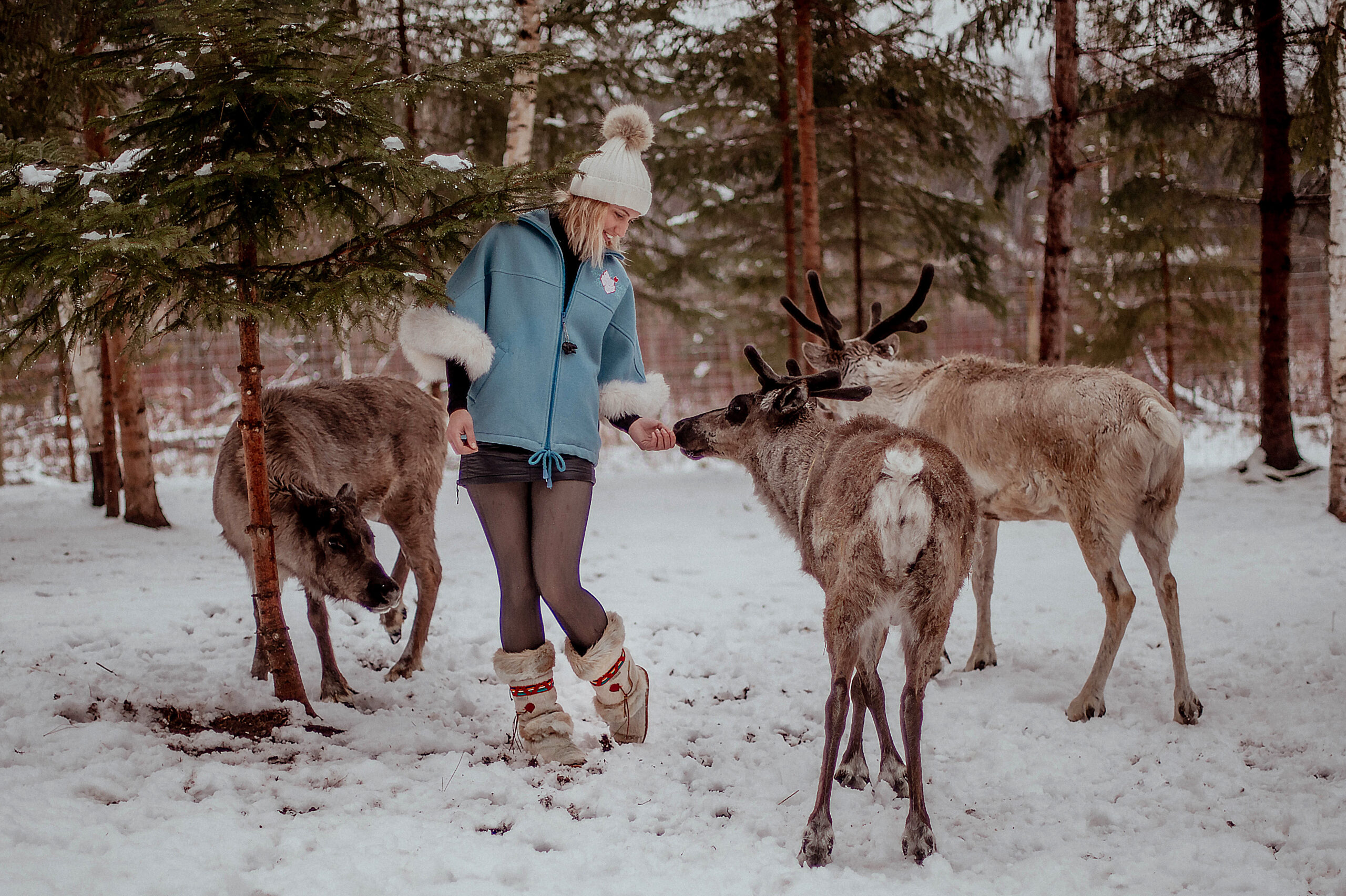 wisconsin reindeer